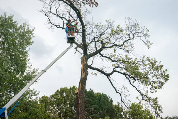 Best Tree Mulching  in Aurora, TX